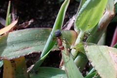 Camponotus rectangularis