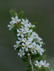 Triplarina volcanica