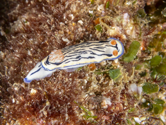 Hypselodoris maritima
