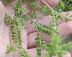 Triplarina volcanica