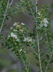 Triplarina volcanica