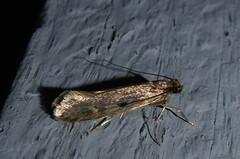 Tinea pallescentella