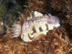 Hypselodoris