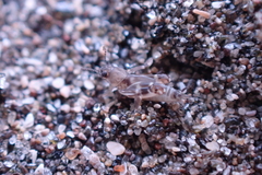 Ellipes minuta