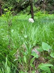 Antennaria anaphaloides