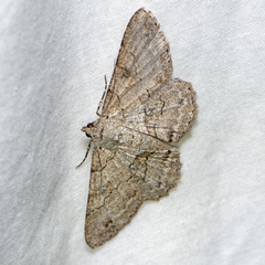 Cleora repetita