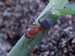 Camponotus rectangularis