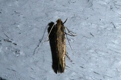 Tinea pallescentella