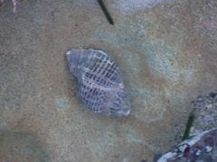 Acanthinucella spirata