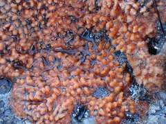 Endectyon hispitumulus