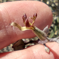Lyrocarpa coulteri