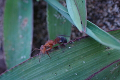 Camponotus rectangularis