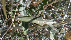 Lyrocarpa coulteri