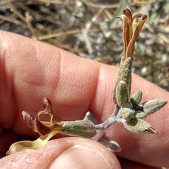 Lyrocarpa coulteri