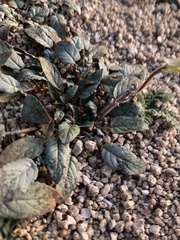 Chylismia