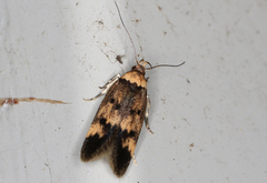 Sphyrelata nefanda