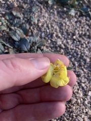 Chylismia