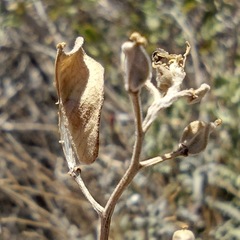 Lyrocarpa coulteri