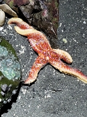 Orthasterias koehleri