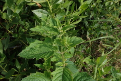 Hyptis capitata