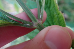 Hyptis capitata