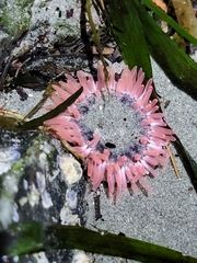 Urticina clandestina