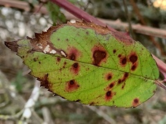 Phragmidium violaceum