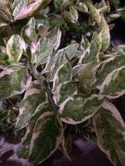 Euphorbia tithymaloides