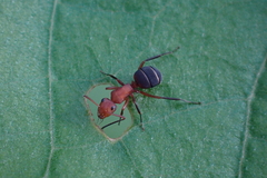 Camponotus rectangularis