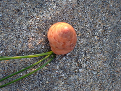 Calliostoma gloriosum