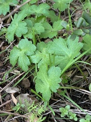 Sanicula crassicaulis