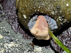 Anthopleura xanthogrammica