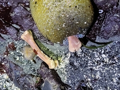 Anthopleura xanthogrammica