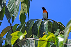 Pericrocotus lansbergei