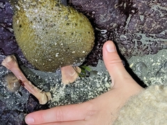 Anthopleura xanthogrammica