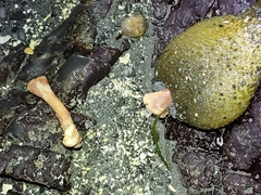 Anthopleura xanthogrammica