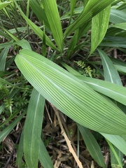 Setaria megaphylla