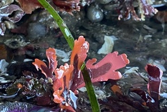 Callophyllis edentata