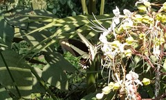 Heraclides hectorides