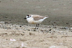 Charadrius marginatus
