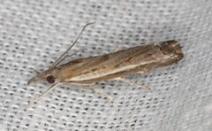 Ptochostola microphaeellus