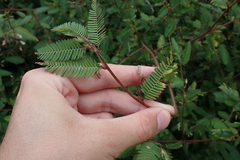 Aeschynomene americana