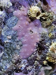 Haliclona cinerea
