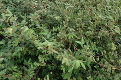 Aeschynomene americana