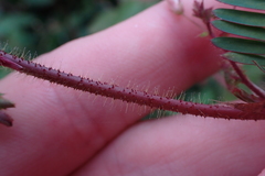 Aeschynomene americana