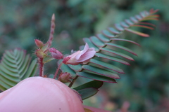 Aeschynomene americana