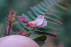 Aeschynomene americana