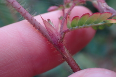 Aeschynomene americana