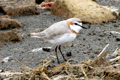 Charadrius pallidus