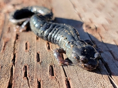 Aneides flavipunctatus